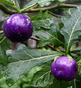 20 Purple Organic Cherry Tomato Seeds