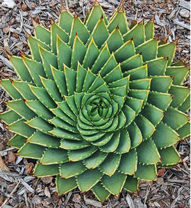 5PCS Aloe polyphylla Seeds
