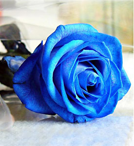 50Pcs Blue Rose Seeds