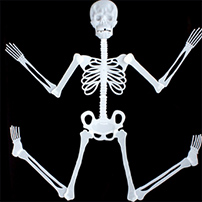 Halloween Props Luminous Skeleton